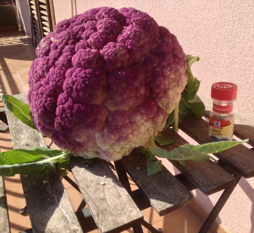 These things are monsters! look at it next to the spice bottle for perspective! I love the purple coloring that they have here, which I have only seen here in Sicily.